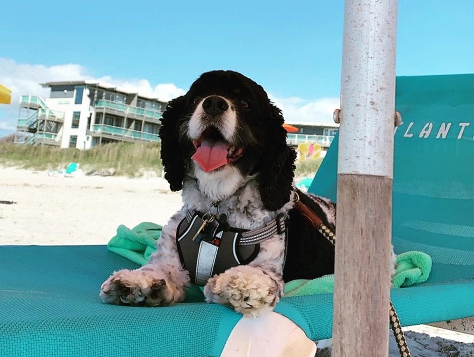 Meet DAISY Award Honoree: PCU Travel Nurse Jenn Travel nurse pet